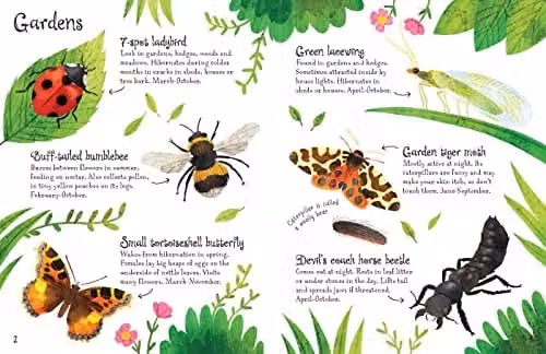 Usborne Minis Bugs to Spot Multicolour Paper Book – 2