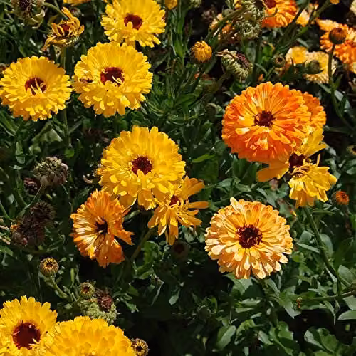 Thompson and Morgan Calendula Art Shades English Marigold Seeds, Multicolour and Orange, 80 Seeds