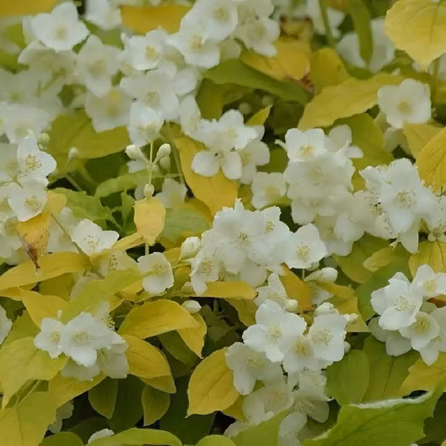 3x Philadelphus Aureus White and Gold Ornamental Garden Shrubs by Direct Plants