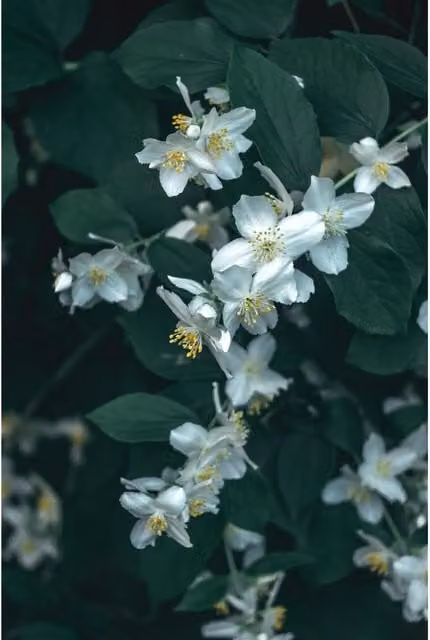 Direct Plants Philadelphus Belle Etoile Mock Orange Ornamental Garden Shrubs, Pack of 3, White