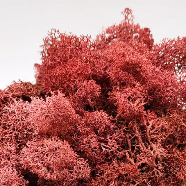Natural Crafts Organic Coloured Reindeer Moss in Red