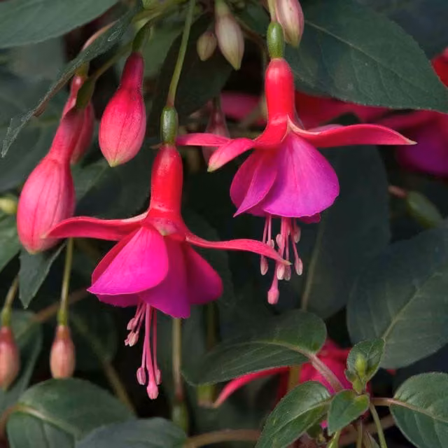 Marshalls Garden Fuchsia Display Red White and Pink Perennial Outdoor Plant