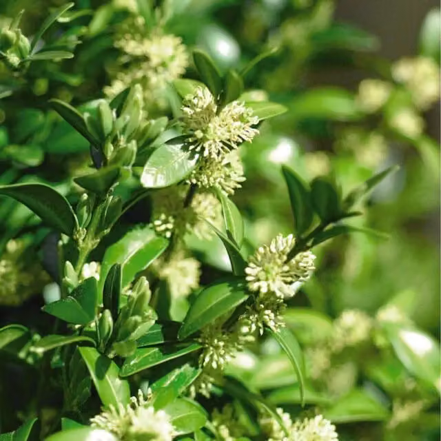Thompson and Morgan Buxus Sempervirens Green Box Hedging Shrub