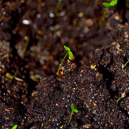 Jazooli Balanced Seed Compost, 25 l, High Nutrient Slow Release Potting Soil for Seedlings and Propagation – 3