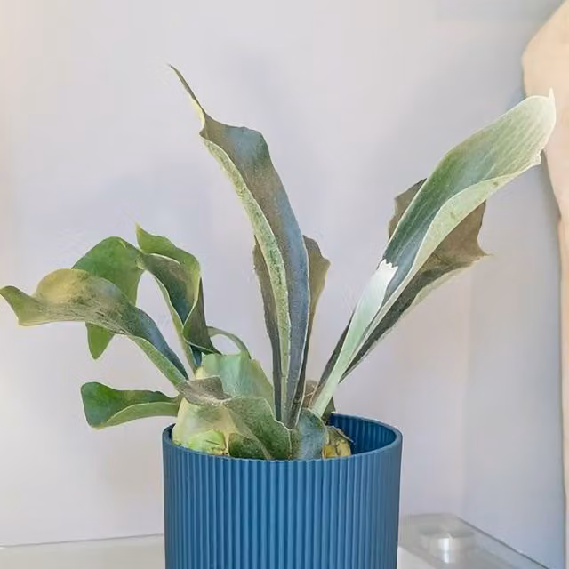 Primrose Common Staghorn Fern Platycerium Bifurcatum Green Indoor Plant