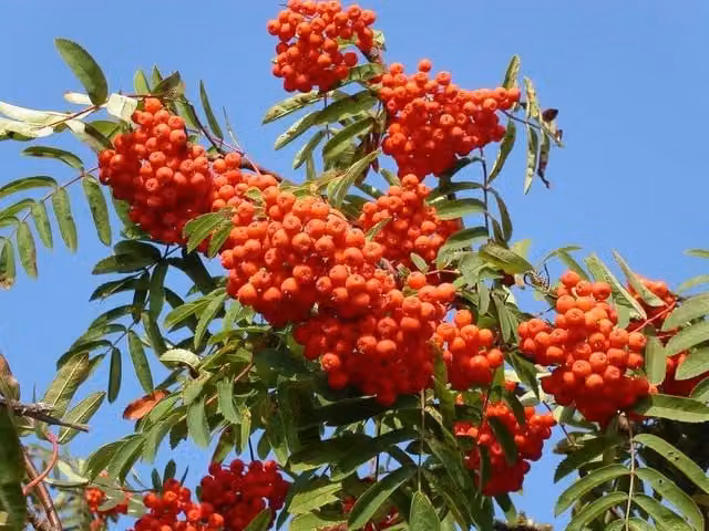 Direct Plants Sorbus Cardinal Royal Mountain Ash Ornamental Berry Tree, Height: 182.88 cm, 7.5L Pot