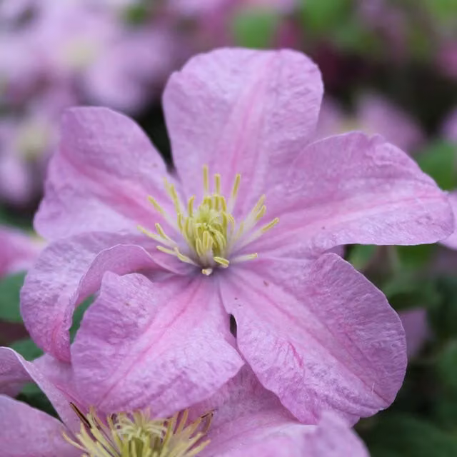 Plants By Post Clematis Comtesse De Bouchaud Pink Climber Plant