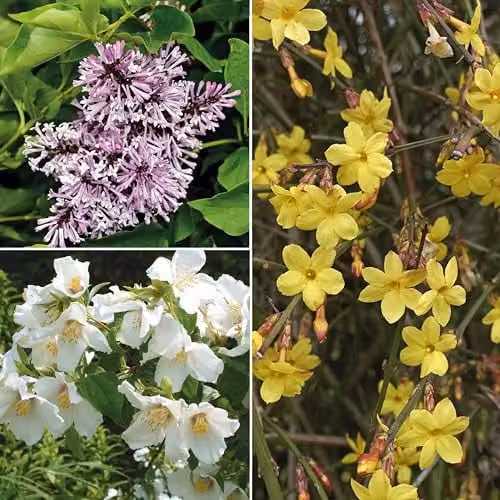 Thompson and Morgan Hardy Shrub Trio featuring Philadelphus Belle Etoile, Lilac Miss Kim and Winter Jasmine, 3 x Pots, Multicolour