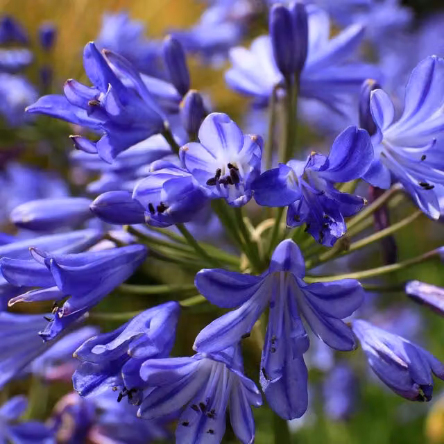 Marshalls Agapanthus Sea Storm Blue Perennial Plant