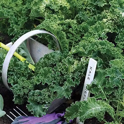 Thompson and Morgan Kale Reflex F1 Hybrid Vegetable Seeds, 30 Seeds per Packet