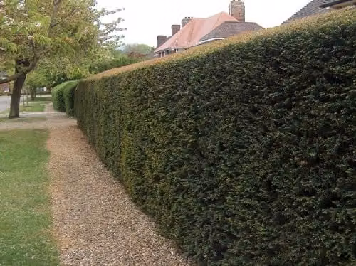 F&G Supplies Grade A Bare Root Yew Taxus Baccata Native Evergreen Hedge Plants, Green, 30-40cm