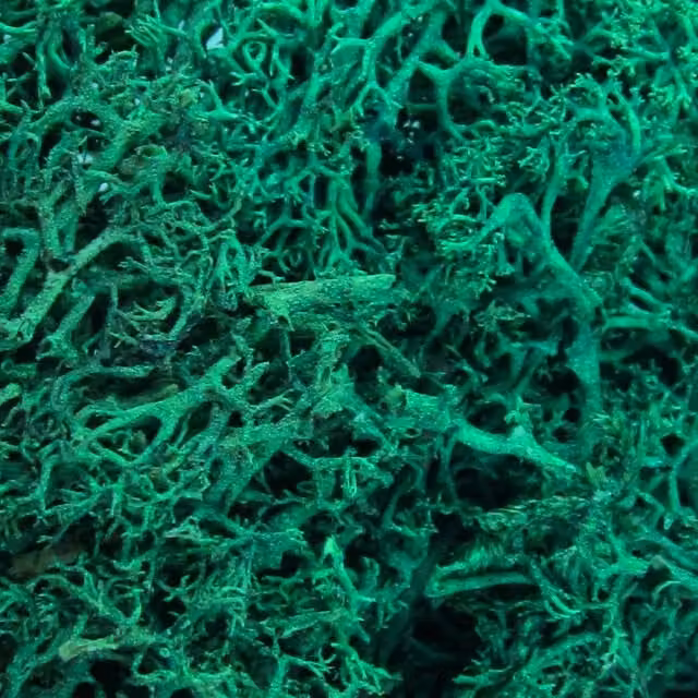 Oasis Organic Floral Moss in Dark Green and Petrol
