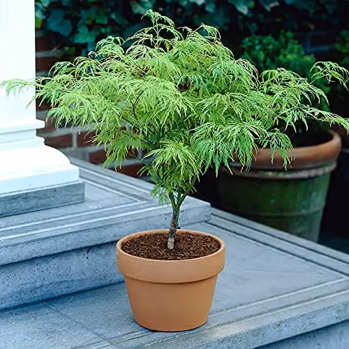 YouGarden Japanese Acer palmatum Dissectum Deciduous Ornamental Tree, Green, Orange and Red, 3L Pot – 1