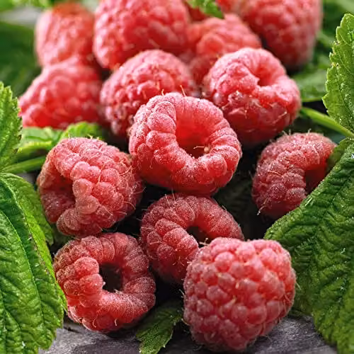 Thompson and Morgan Raspberry Polka Autumn Fruiting Rubus Idaeus Hardy Shrub, 3x Bare Root Canes
