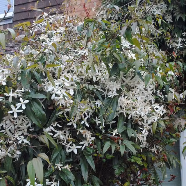 Plants By Post White Clematis Armandii Outdoor Climbing Plant