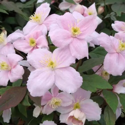 Thompson & Morgan Clematis Montana Mayleen Scented Climber with Pink Blooms and Bronze Foliage, 3 Litre Pot – 1