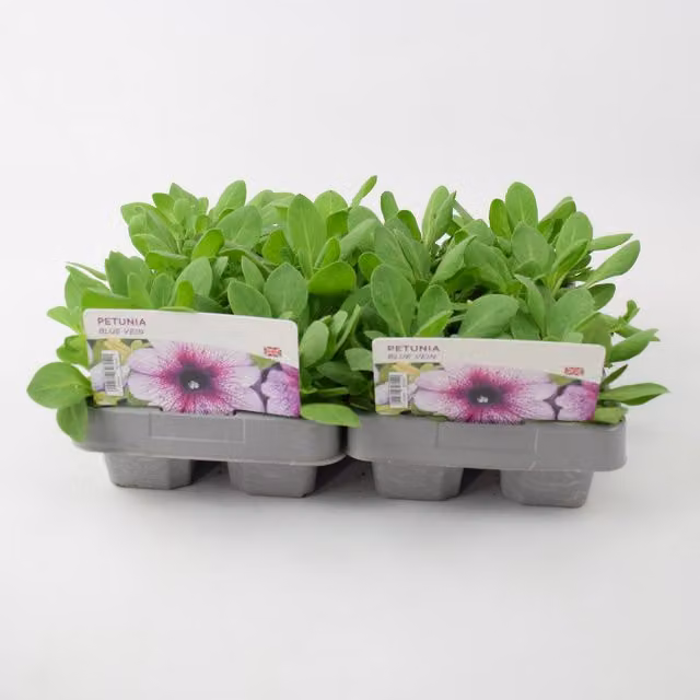 Plants By Post Blue Vein Petunia Bedding Plants, 12 Pack