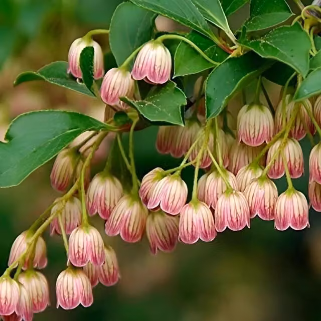 Direct Plants Enkianthus Campanulatus Red Bells Ornamental Garden Shrub, Pink