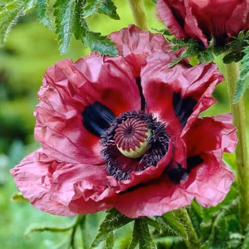 You Garden 3 x Oriental Poppy Papaver Orientale Patty's Plum Purple Perennial Plants in 9cm Pots