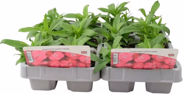 Plants by Post Dianthus Hardy Rose Pink Perennial Outdoor Plants, 12 Plants