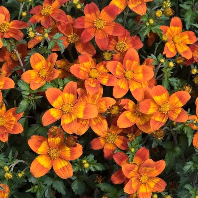 Set of 3 Plant Theory Bee Happy Bidens Ferulifolia Bedding Plants in 9cm Pots, Orange and Red