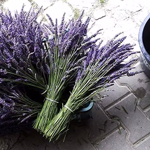 Thompson & Morgan Lavender Lavandula Purple Flowering Hardy Shrub, 6 x 9cm Potted Plants – 3
