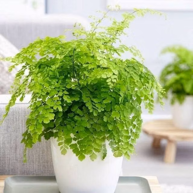 Primrose Adiantum Raddianum Fragrantissimum Maidenhair Fern, Green, 30cm Tall, 13cm Pot