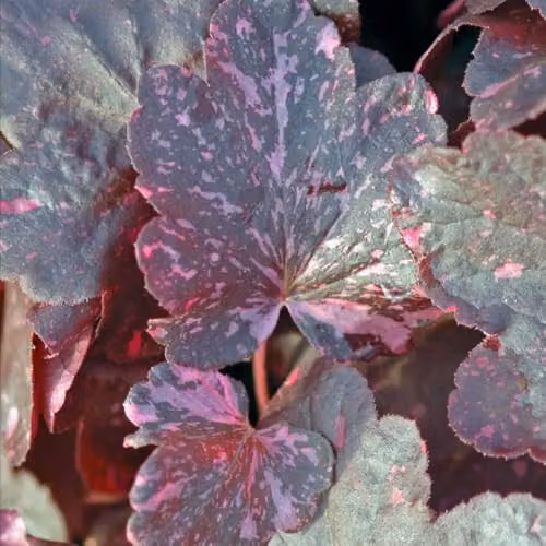 Thompson and Morgan Heuchera Midnight Rose Semi-Evergreen Perennial with Purple and Pink Foliage, Pack of 3 x 9cm Pots