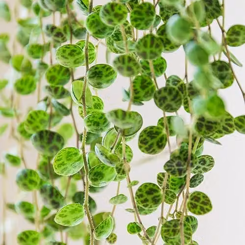 Thompson and Morgan Peperomia prostrata String of Turtles Trailing Indoor Perennial Houseplant with Red Stems, 1x 6cm Pot – 2