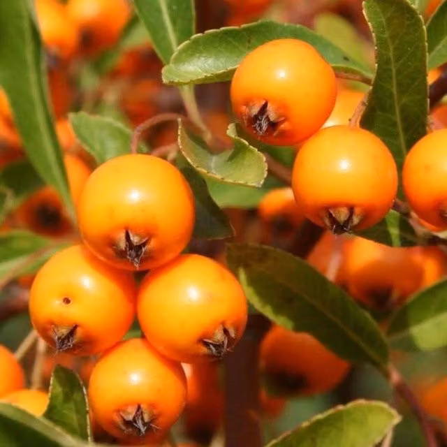 Direct Plants 3x Pyracantha Orange Glow Evergreen Climbing Garden Shrubs