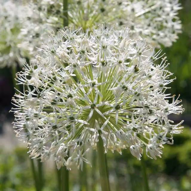Marshalls Garden Allium Mount Everest White Flower Bulbs