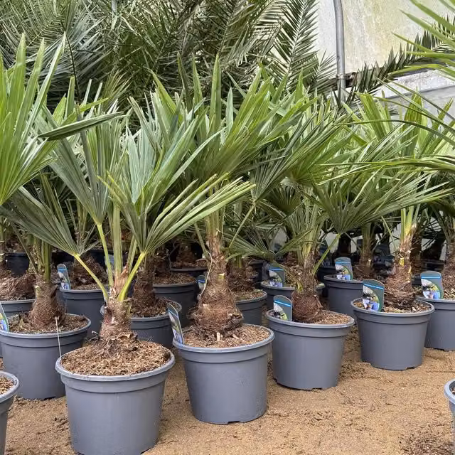 Direct Plants Trachycarpus Fortunei Fan Palm Tree, Green, 7.5 Litre Pot