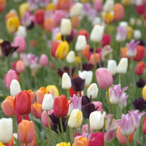 Thompson and Morgan Tulip Miniature Everlasting Mix 16 Multicolour Hardy Spring-Flowering Bulbs