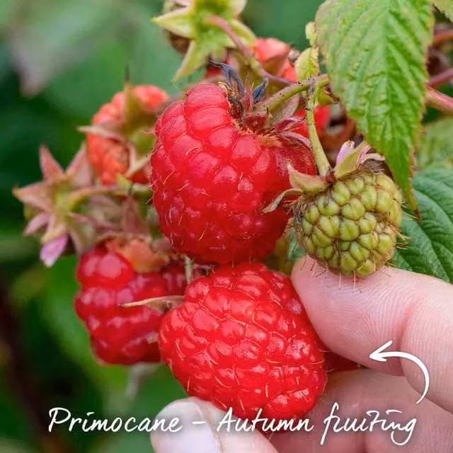 Marshalls Garden Raspberry Autumn Bliss Red Autumn-Fruiting Compact Hardy Bare-Root Plants (5 Pack)