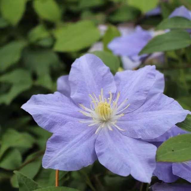 Plants By Post Clematis Zara Evipo062 Pale lavender-blue climbing ornamental garden plant