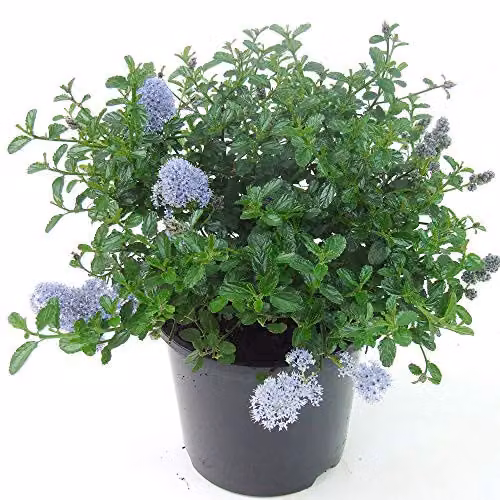 Thompson and Morgan Ceanothus repens Californian Lilac Evergreen Hardy Ornamental Shrub with Powder Blue Flowers, 3.6 Litre Pot – 4