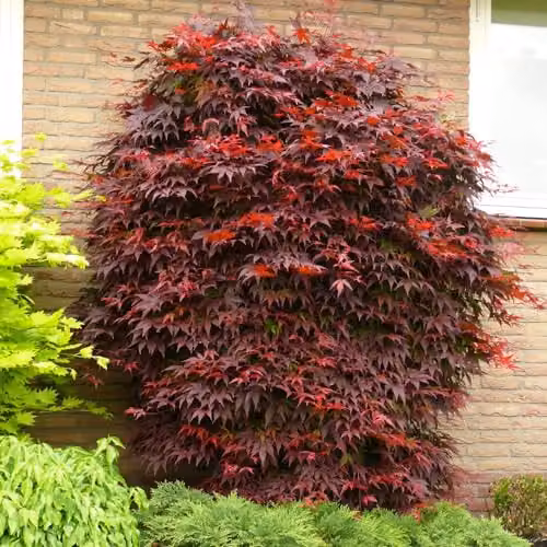 Thompson and Morgan Japanese Maple Acer palmatum with 4 Dark Grey Patio Planters – 2