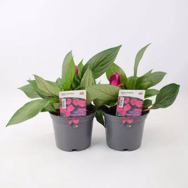 Plants by Post Impatiens New Guinea Violet and Pink Bedding Plants, 2 x 1L Pots