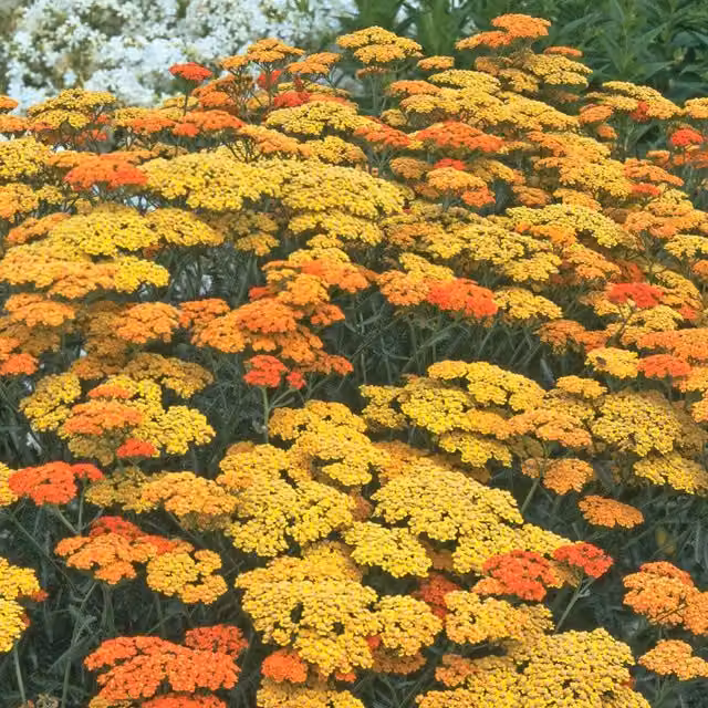 Marshalls Achillea Terracotta Perennial Yarrow, Yellow