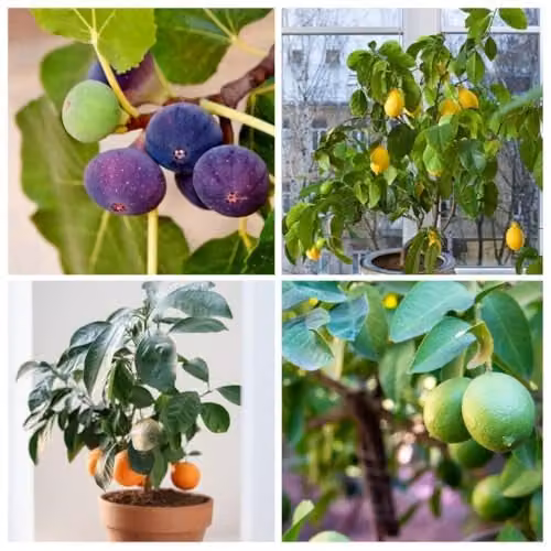 Thompson and Morgan Mediterranean Fruit Collection: 2 Each of Calamondin Orange, Lemon, Tahiti Lime and Green Fig Trees in 8 x 9cm Pots