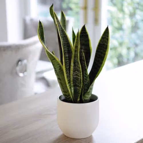Thompson & Morgan Sansevieria trifasciata Mother-in-Law's Tongue Succulent Plant with Gold Variegated Edges in a 19cm Pot – 3