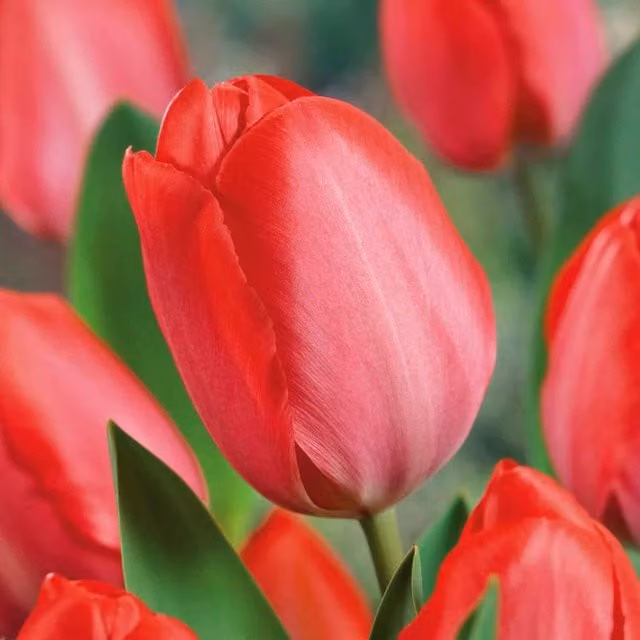 Marshalls Garden Tulip Van Eijk Coral Pink Flower Bulbs
