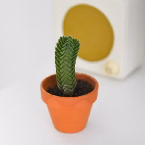 Thompson & Morgan Crassula Buddha's Temple Miniature Green Pagoda Succulent, Potted Plant, Pot Diameter: 6 cm – 1