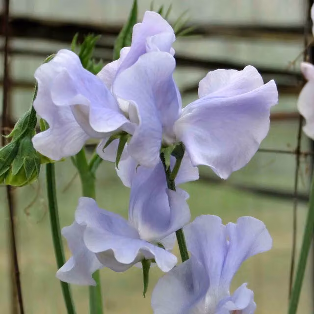 Unwins Ballerina Blue Sweet Pea Flower Seeds, Blue