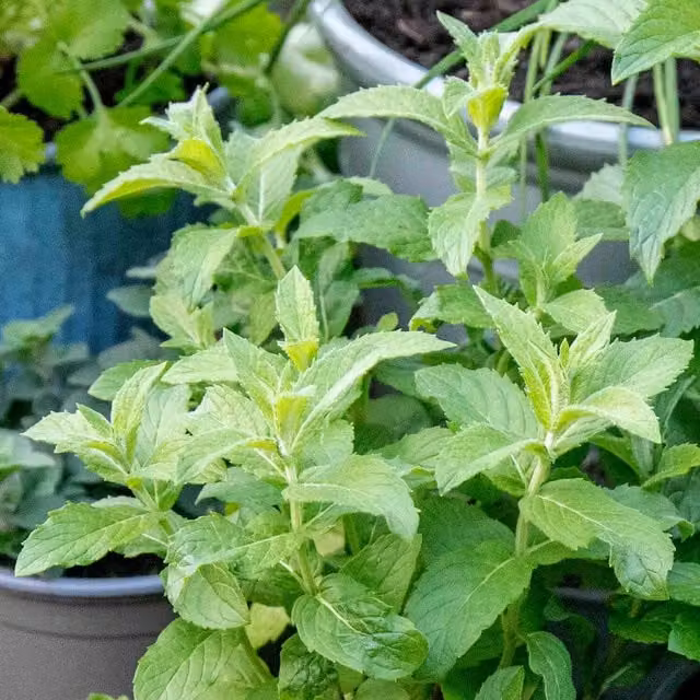 Marshalls Garden Spearmint Mentha Perennial Herb Plant in Pot