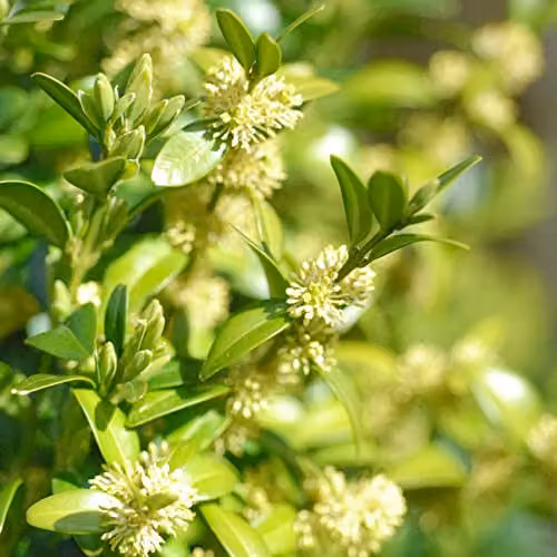 Thompson & Morgan Buxus Sempervirens Evergreen Shrub for Hedges and Topiary, Green, Pot Size: 25 x 9 cm – 2