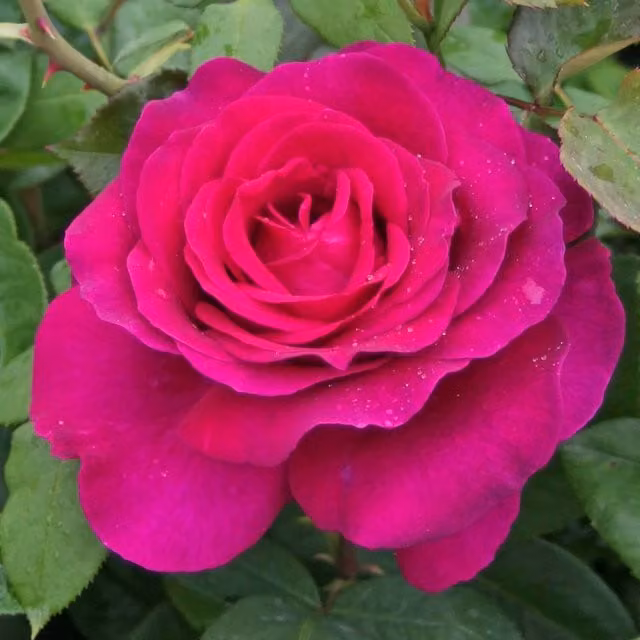 Marshalls Garden Rose Pure Poetry Hybrid Tea Deep Magenta Pink, Height: 90 cm