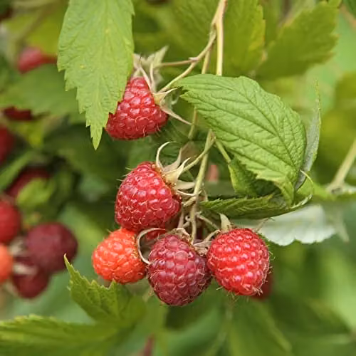 Thompson and Morgan Glen Ample Raspberry Fruit Canes, 3x Hardy Mid-Season Red Berry Shrubs