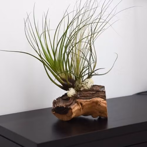 Thompson & Morgan Set of 3 Air Plants on Rustic Bog Wood in Multicolour and Green