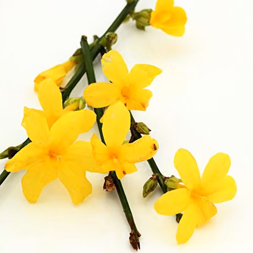 Thompson and Morgan Jasminum Nudiflorum Scented Climbing Shrub, 2 x 9cm Pots – 4